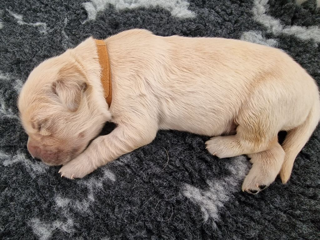 Des Baby Love De Shana - Chiots disponibles - Golden Retriever