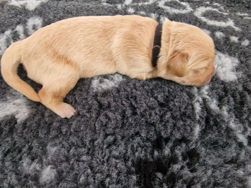 Des Baby Love De Shana - Chiots disponibles - Golden Retriever