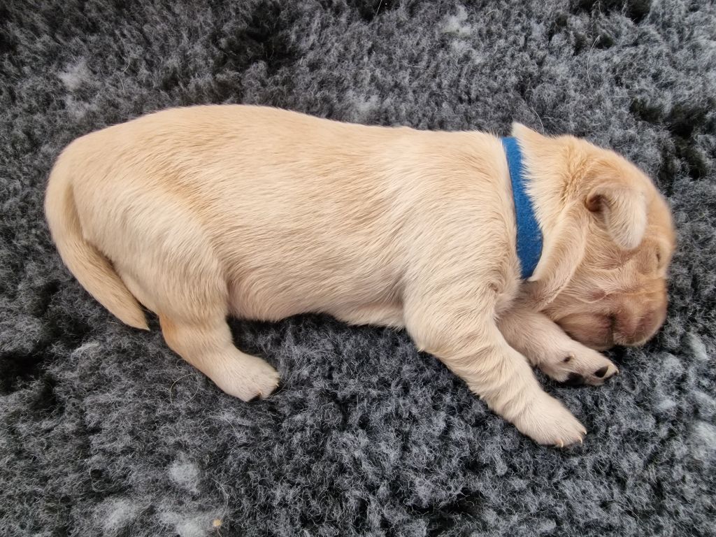 Des Baby Love De Shana - Chiots disponibles - Golden Retriever