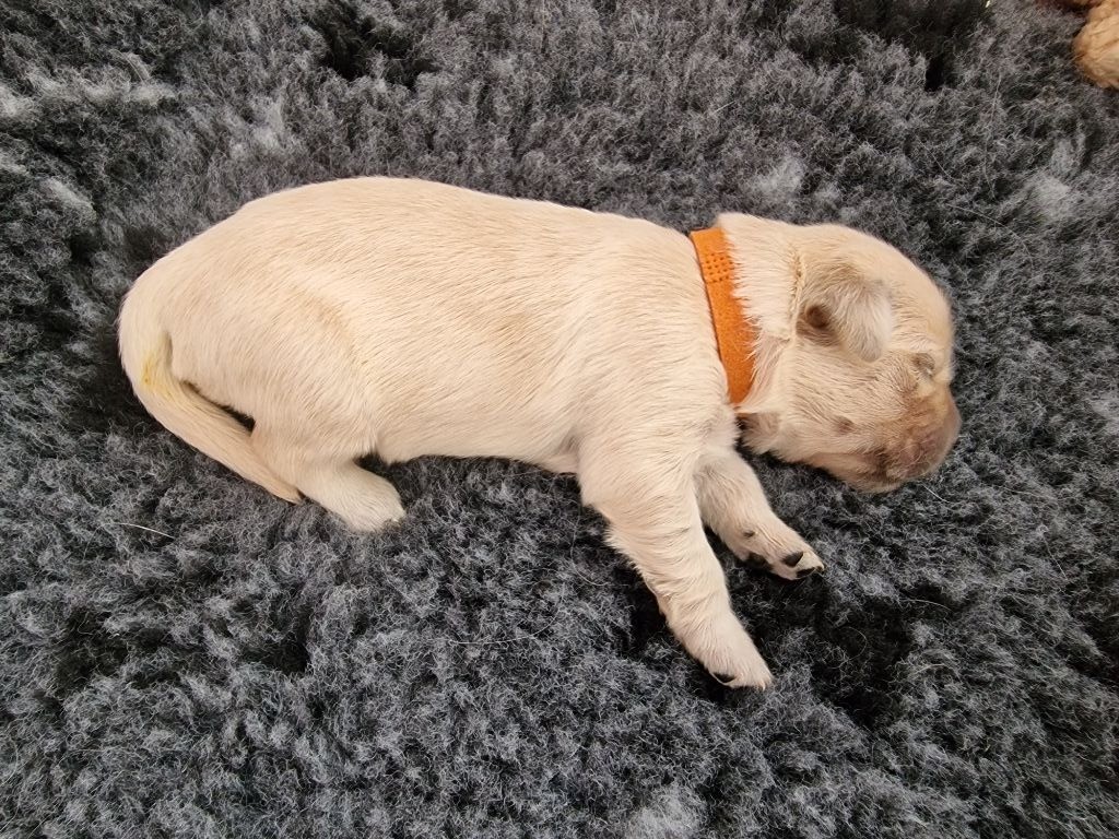 Des Baby Love De Shana - Chiots disponibles - Golden Retriever