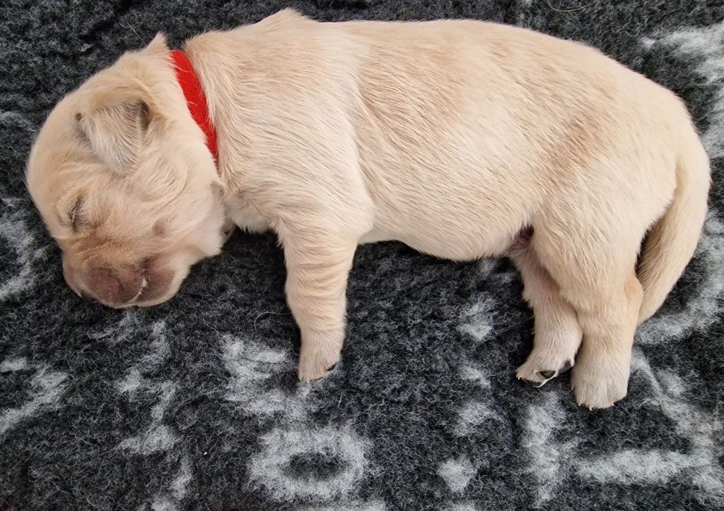 Des Baby Love De Shana - Chiots disponibles - Golden Retriever
