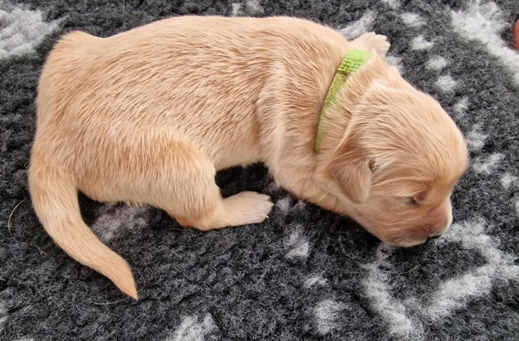 Des Baby Love De Shana - Chiots disponibles - Golden Retriever