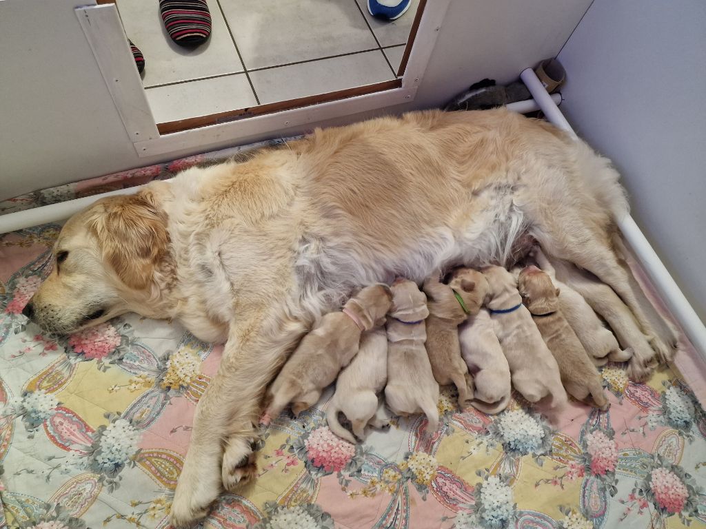 Chiot Golden Retriever Des Baby Love De Shana